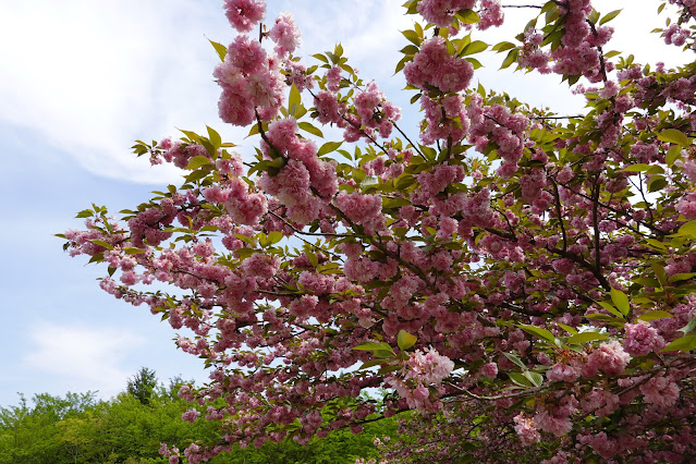 鳥取県西伯郡南部町鶴田 とっとり花回廊 桜の広場 ヤエザクラ（八重桜）