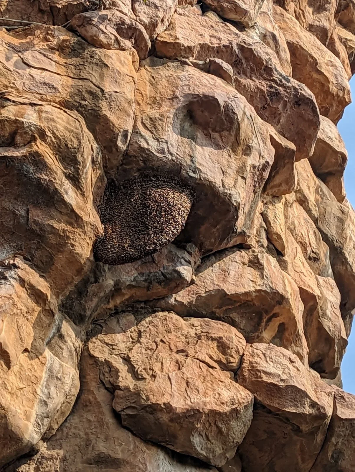 Giant honeybee hive clinging to underside of rock