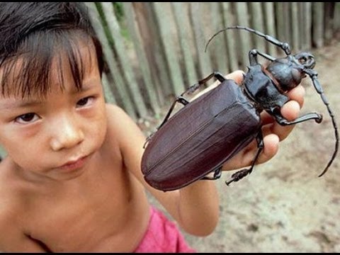 Titan beetle