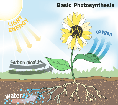 photosynthesistat Photosynthesis Equation Tattoo Takes Ecology
