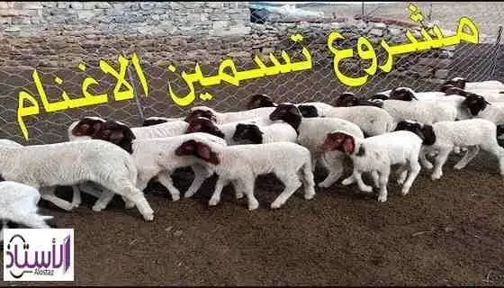 Watch-the-video-of-sheep-fattening-project-and-project-details
