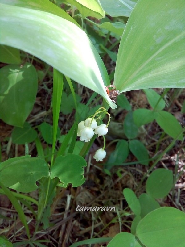 Ландыш Кейзке / Ландыш маньчжурский (Convallaria keiskei)