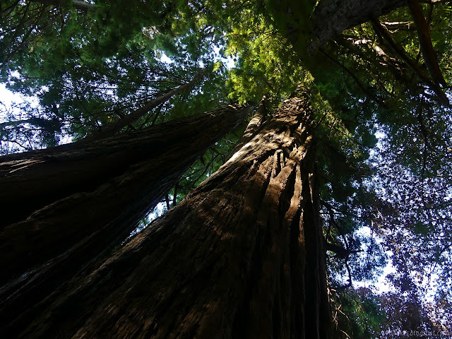 up-redwoods