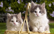 Cute Cats (two cats )