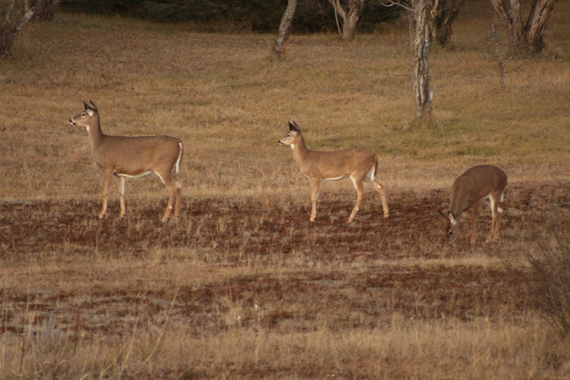 Three deer, viewed from the deck