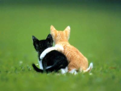 WALLPAPER-GAMBAR-ANIMAL-BINATANG: FRIENDSHIP CAT