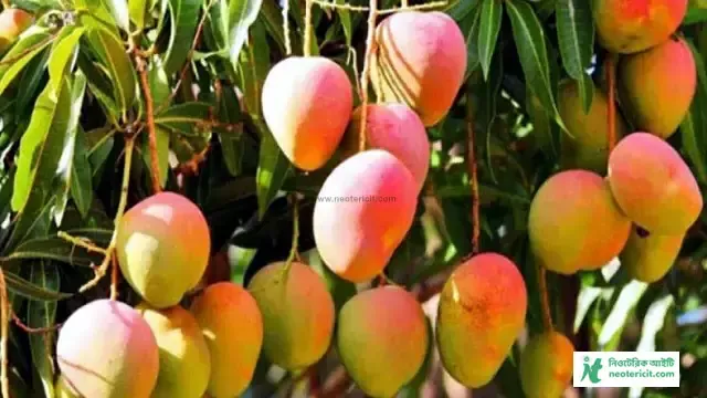 আমের ছবি ডাউনলোড - কাঁচা আমের পিকচার, পিক - mango pic - NeotericIT.com - Image no 6