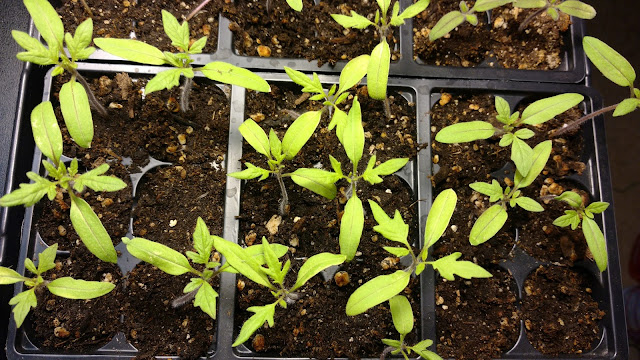 Tomato Seedlings