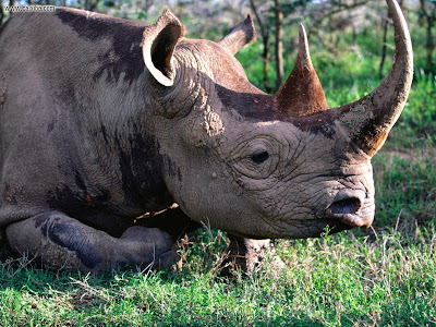 Rhinoceros