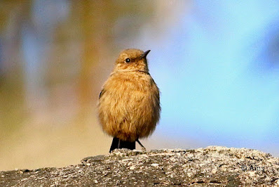 Brown Rock Chat