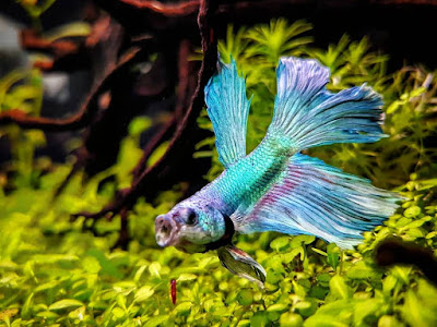 Knowing All Types Of Betta Fish - By Tail, Pattern And Color With Photo And Description