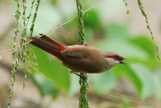 Crimson-rumped Waxbill, Lorong Halus