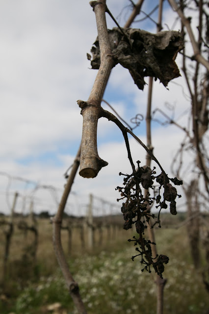 Azienda vinicola Occhipinti