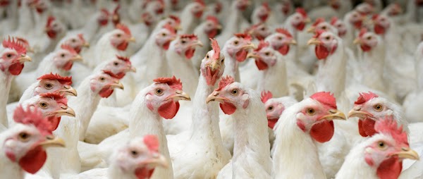 Tantangan Dalam Usaha Peternakan Ayam Broiler