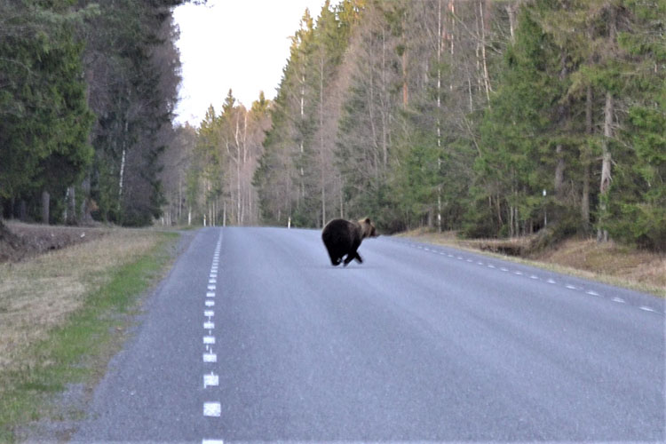 Dove vedere gli orsi in Estonia