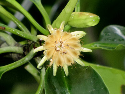 Berus mata buaya (Bruguiera hainesi)