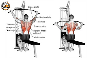 V-Taper Back Exercises: 6 Best Back Exercises For Building Muscle