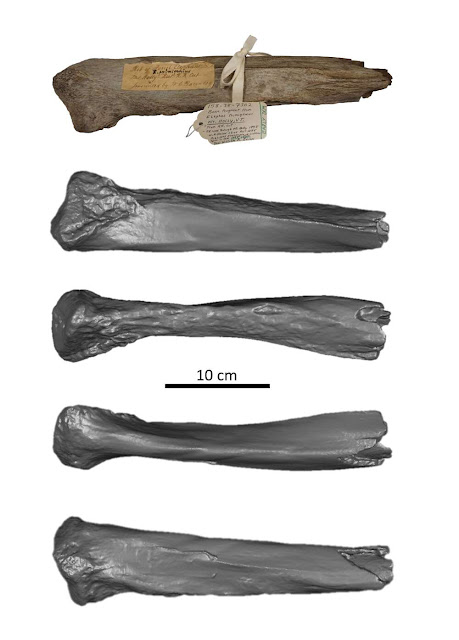 Foto y modelo 3D del fragmento de costilla de mamut de Mount Holly