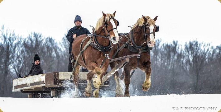BELGIAN HORSES 2013 (22)