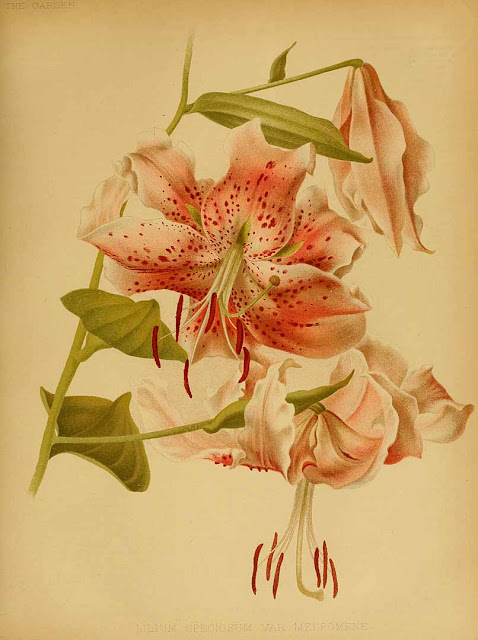 Lilium speciosum 'Melpomene'