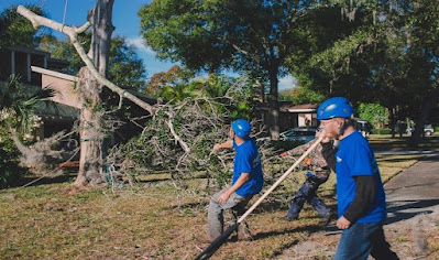 Tree Removal Mount Waverley