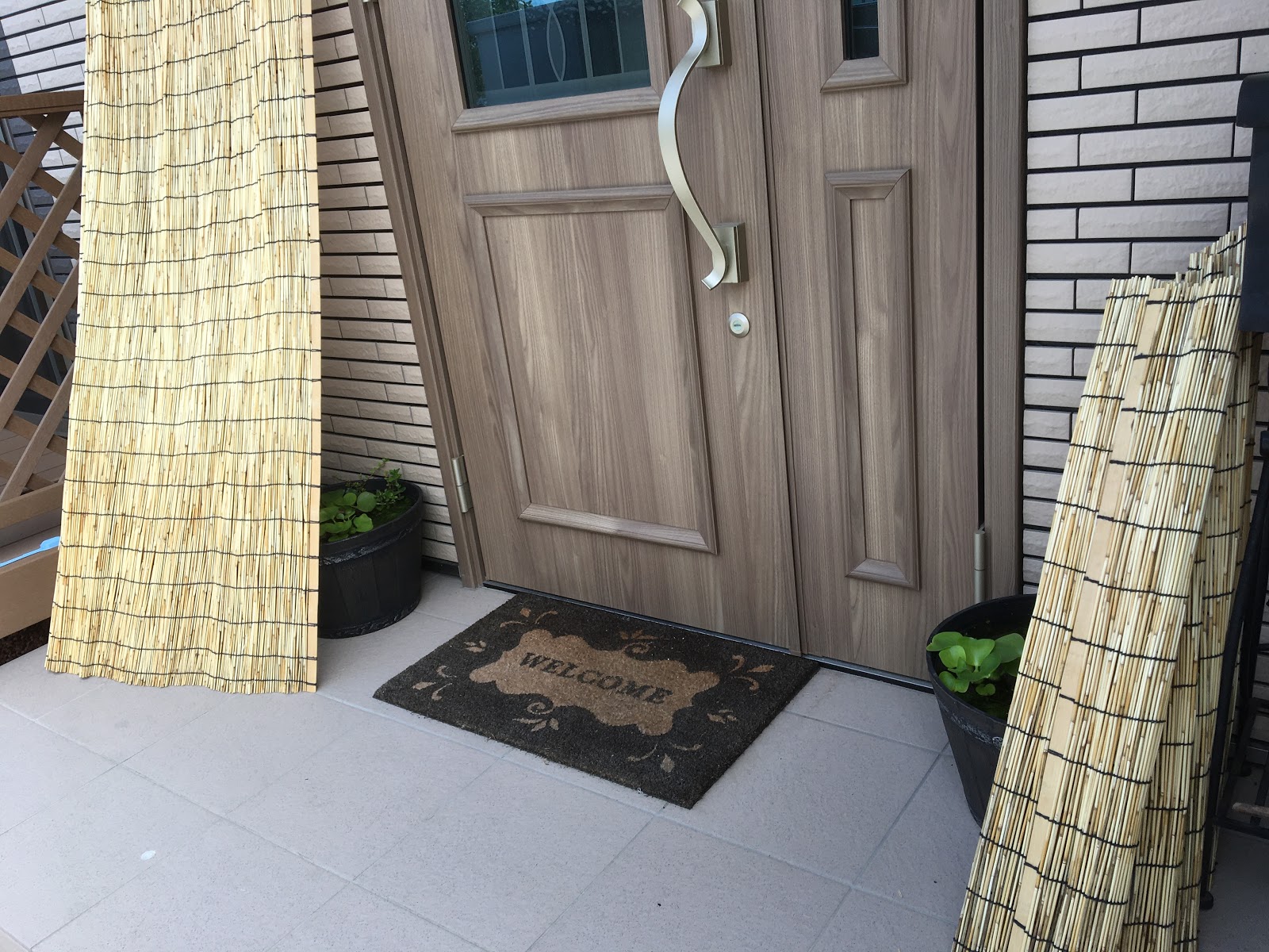 高温注意 睡蓮鉢で始めたビオトープ内でミナミヌマエビが大量繁殖しました