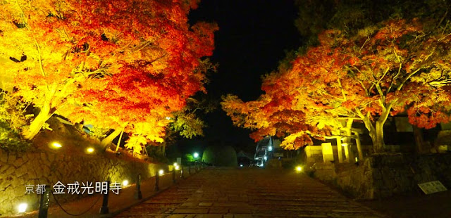 [京都] 金戒光明寺の紅葉ライトアップ