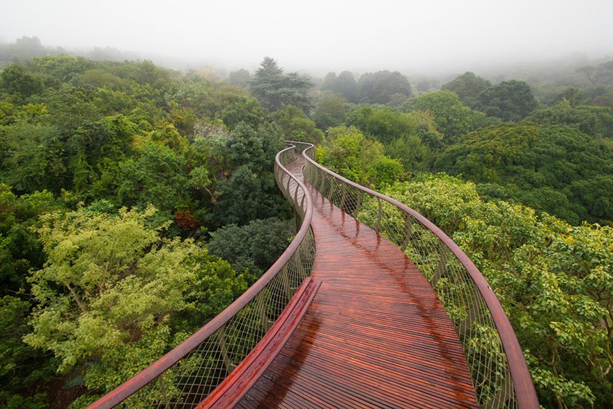 This Canopy Walkway In Cape Town Allows You To Walk High Above The Trees