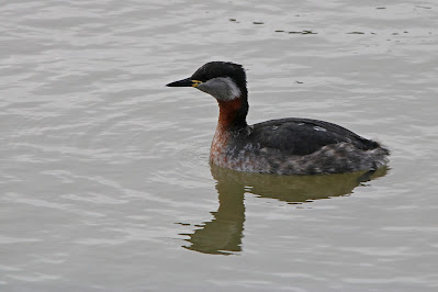 Readhalsdûker - Roodhalsfuut - Podiceps grisegena