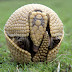 Tatu-bola-da-caatinga (Tolypeutes tricinctus)