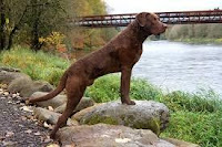 Retriever de la bahía de Chesapeake