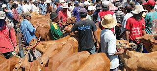 Harga Sapi Pamekasan