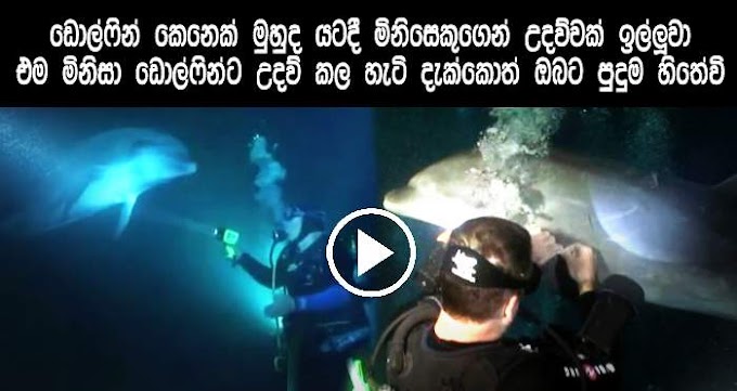 A Injured Dolphin Asked For Help From A Diver Deep In The Sea