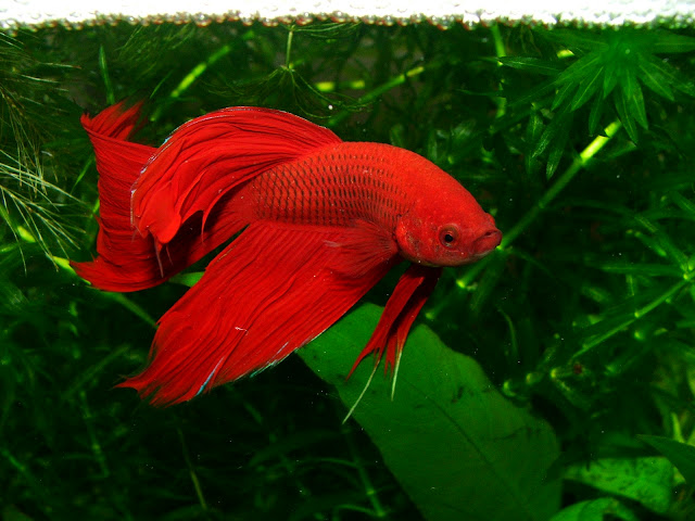 Red Fighter Fish