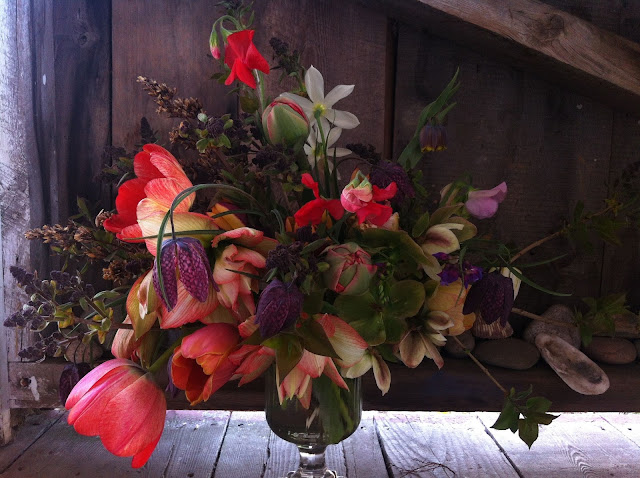 Chickadee Hill Flowers, Farmer Florist, Floral Farmer, Organic, Natural, Sustainable, Weddings, Maine Wedding, Maine, Island, Flower Arrangment, Unique, Fresh, Fairytale, Enchanting, Wild, Rustic, Elegant, Artful, Uncommon, Spring, Springtime, Tulips, Rare Tulips, Table Arrangment, Dark, Deep Red, Pink, Purple, Frittelaria, Flower Buds, Tulip in bud