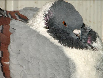 Gazzi Modena Pigeon