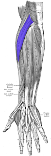 extensor carpi radialis longus muscle