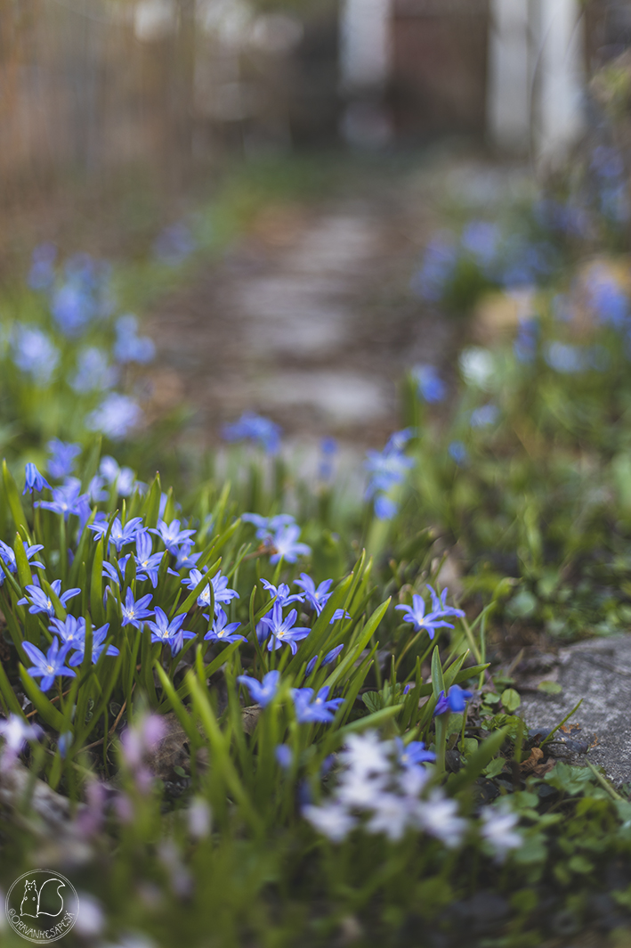 Oravankesäpesä siirtolapuutarha kevättähti Scilla chionodoxa