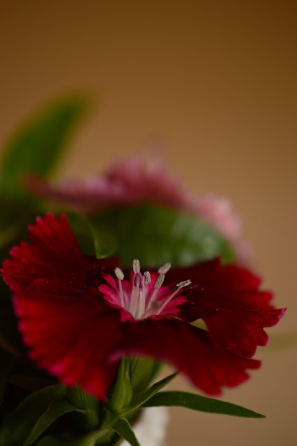 monday vase meme, dianthus, rose "Lavender", Kordes, small sunny garden, amy myers, desert garden, old china