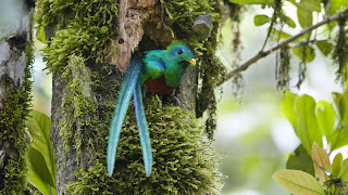 ave verde tierna en un arbol