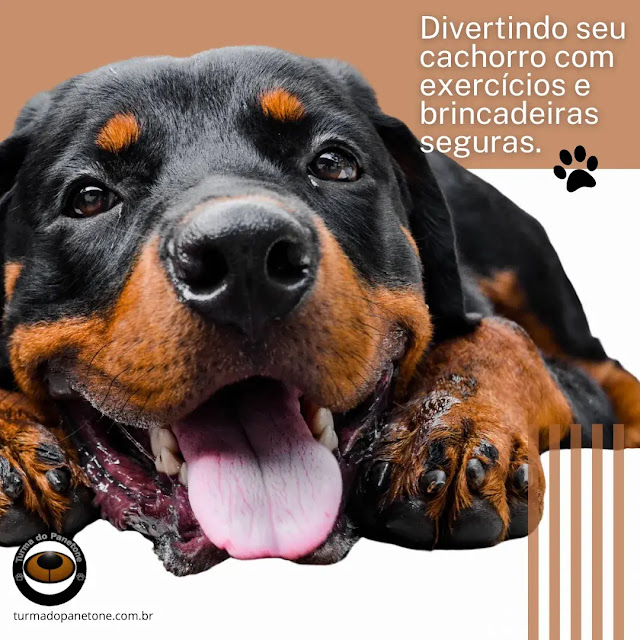 Divertindo seu cachorro com exercícios e brincadeiras seguras.