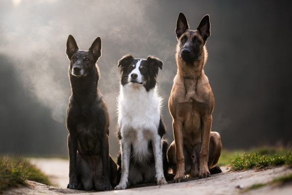 Iza Łysoń 500px arte fotografia cachorros cães fofos campos floridos