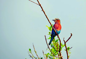 beautiful-colorful-bird-background