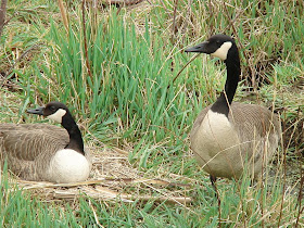 [Pair of Canada Geese]