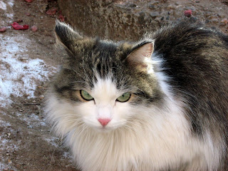 Green-Eyed Red-Nosed Kitty