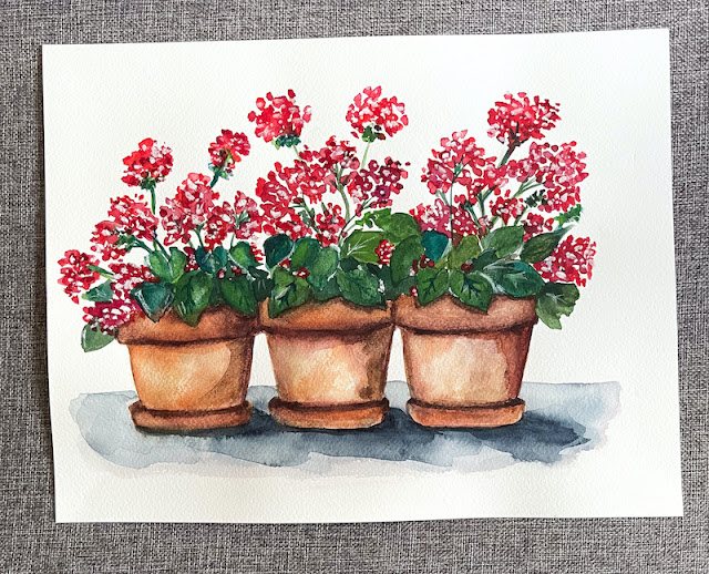 Geraniums in terracotta pots