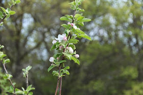 apple tree's first blossoms 