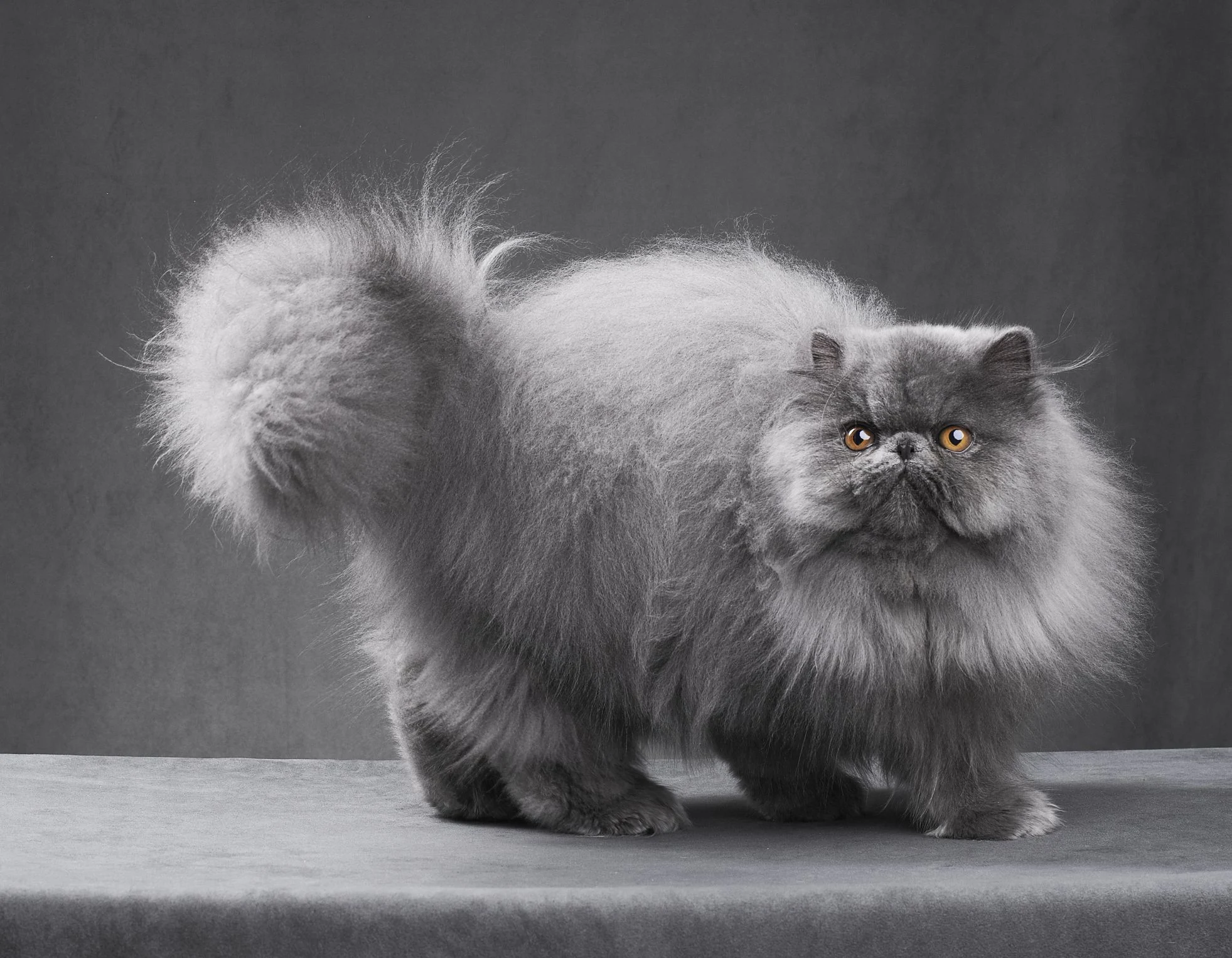 How To Keep Persian Cats