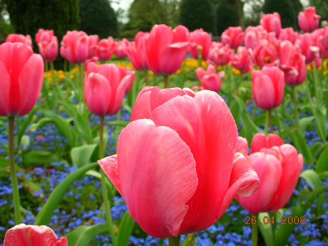 one time Keunikan Bunga Tulip