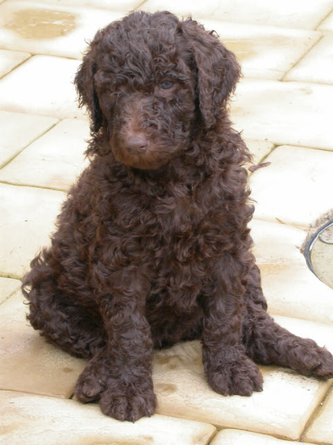 Young Brown Poodle